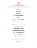 Histologia y Funcion de la Pulpa Metabolismo de los Carbohidratos Bioquimica de las fibras de la pulpa