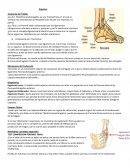 Esguince. Anatomía del Tobillo