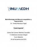 .La ingle es la zona de unión entre la pared abdominal anterior y el muslo. Consta de un proceso vaginal pasa a través de distintas capas de la pared: