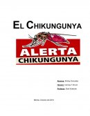 La enfermedad aparece de 3 a 7 días después de la picadura del mosquito infectado y puede durar el mismo tiempo en la fase aguda.