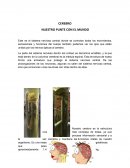 Los dos hemisferios cerebrales están conectados por el cuero calloso que está ubicado dentro de la corteza cerebral