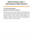 MORFOFISIOLOGÍA 1: NEUROANATOMÍA BÁSICA