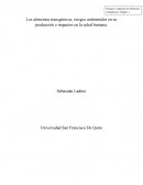 Los alimentos transgénicos, riesgos ambientales en su producción e impactos en la salud humana.