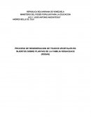 PROCESO DE REGENERACION DE TEJIDOS VEGETALES EN INJERTOS SOBRE PLANTAS DE LA FAMILIA ROSACEACE (ROSAS)