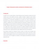 Ensayo: Consecuencias sociales y culturales de un fenómeno natural.