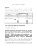 Formación de Cadena de DNA y RNA