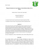 Manejo silvicultural en Laurel blanco (Cordia alliodora (Ruiz & Pav.) Oken).