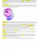 El nucleo.