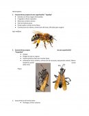 Entomologia. Hymenoptera