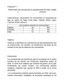 Practica N° 1 “Observación de cromosomas en preparaciones de haba, cebolla y chícharo”