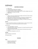 ESÓFAGO ANATOMÍA DE ESÓFAGO