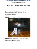 Anatomía y Biomecánica del Jab.