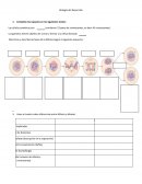 Biología del Desarrollo (ejercicios sin resp)