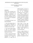 Microbiologia aplicada. Virus en plantas