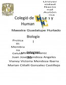 Reporte de la Practica de Membrana Celular
