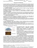 Trabajo sobre las Actinobacterias.