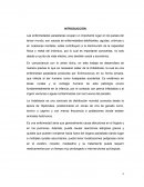 HIDATIDOSIS. Agente etiológico y Morfología