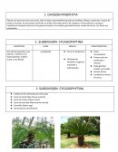 Informe de pinophyta