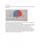 Desarrollo Embriologico Sistema Oseo