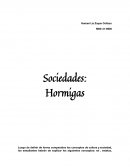 Sociedades: Hormigas