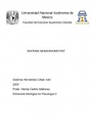 Dimensión Biológica en Psicología II La salida motora está guiada por la entrada de señales sensoriales