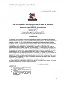 Aislamiento y purificación de bacterias