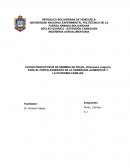 PATIOS PRODUCTIVOS DE SIEMBRA DE FRIJOL (Phaseolus vulgaris) PARA EL FORTALECIMIENTO DE LA SOBERANIA ALIMENTICIA Y