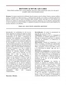 IDENTIFICACION DE AZUCARES. Palabras clave: azúcar reductor, polisacáridos, pigmentación