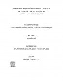 PROTEÍNAS DE ORIGEN ANIMAL, VEGETAL Y MICROBIANAS