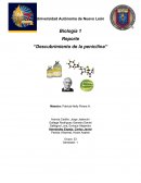 Preparatoria #7 Unidad Puentes a 19 de agosto del 2016 La penicilina