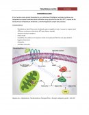 BIOFISICA TERMORREGULACIÓN.