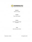 Anatomía y Fisiología Actividad Planos y ejes corporales