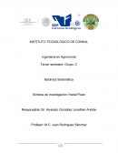 Sintesís del Hanal Pixán