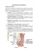 INVESTIGACION DE ANATOMIA #2 Repliegues del Peritoneo.