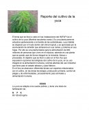 Reporte de cultivo de yuca