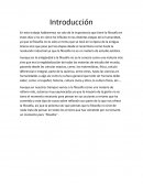 En este trabajo hablaremos no solo de la importancia que tiene la filosofía en estos días si no en cómo ha influido en las distintas etapas de la humanidad