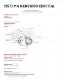 SISTEMA NERVIOSO CENTRAL ORGANIZACION GENERAL: ORGANIZACION DEL SISTEMA NERVIOSO Sistema nervioso central