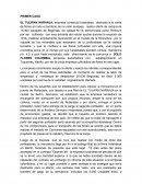 PRIMER CASO EL TULIPAN NARANJA,