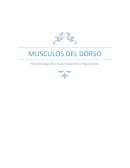 MUSCULOS DEL DORSO Morfofisiologia del musculo esquelético y tegumentario