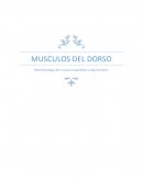 MUSCULOS DEL DORSO Morfofisiologia del musculo esquelético y tegumentario