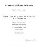 Evaluación de antagonismo bacteriano con cepas ambientales