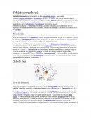 Schistosoma bovis