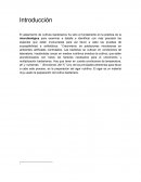 Análisis macrobiano de esponja