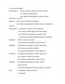 Etimologias de palabras