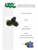 Presentacion zarzamora