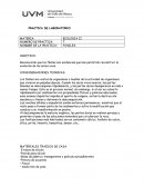 Reconocerán que los fósiles son evidencias que han permitido reconstruir la evolución de los seres vivos