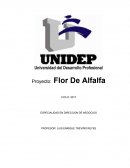 El siguiente trabajo se enfocará en el diagnóstico de la empresa Flor de Alfalfa, observando las debilidades, oportunidades, fortalezas y amenazas dentro y fuera de la misma.
