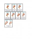 Etapas del embarazo.