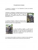 Buscamos un recipiente, en el cual depositamos la planta que decidimos sembrar (hoja de murciélago).