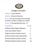 Porque las plantas de los arboles son verdes?.